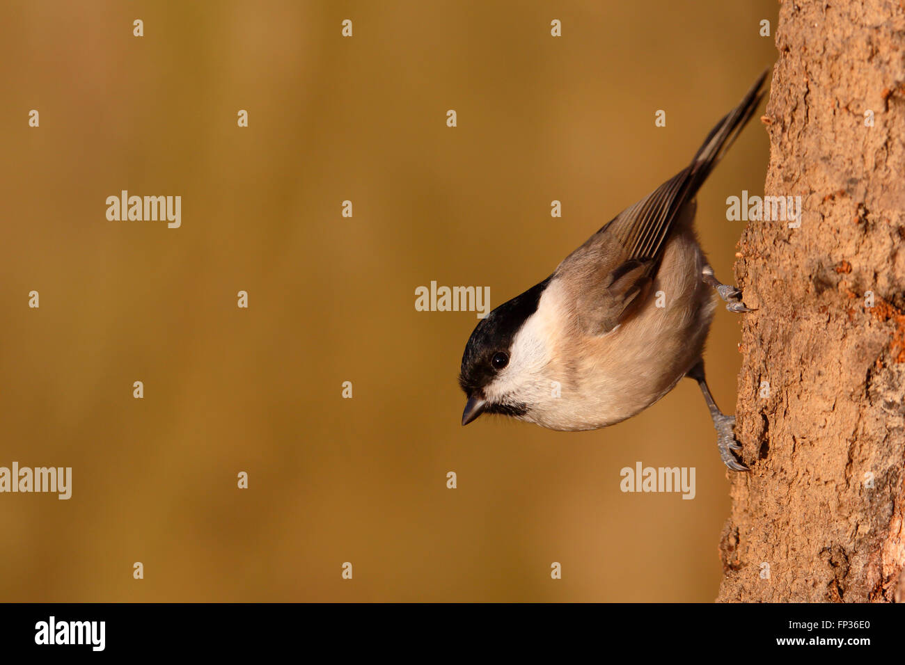 Marsh Tit (Poecile Palustris) auf einem Baum, mittlere Elbe-Biosphärenreservat, Dessau-Roßlau, Sachsen-Anhalt, Deutschland Stockfoto