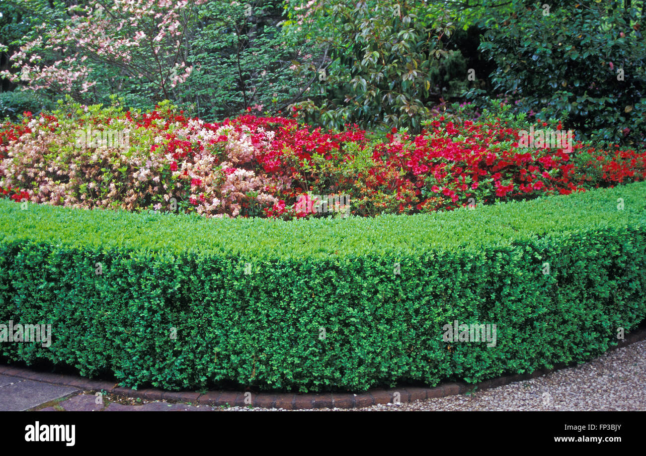 Ordentlich getrimmt Garten Hecke Einfassung Gartenweg. Azalee Büsche im
