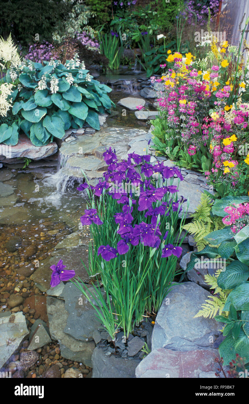 Gartenteich, eingefasst mit Iris, Aktien und hosta Stockfoto
