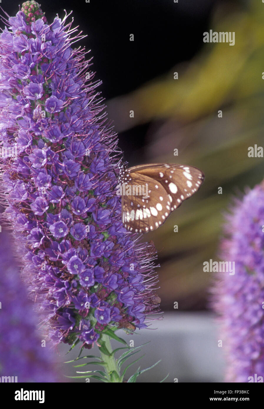 Braun und Weiß Schmetterling auf Echium candicans allgemein als der Stolz der Madeira bekannt. Stockfoto