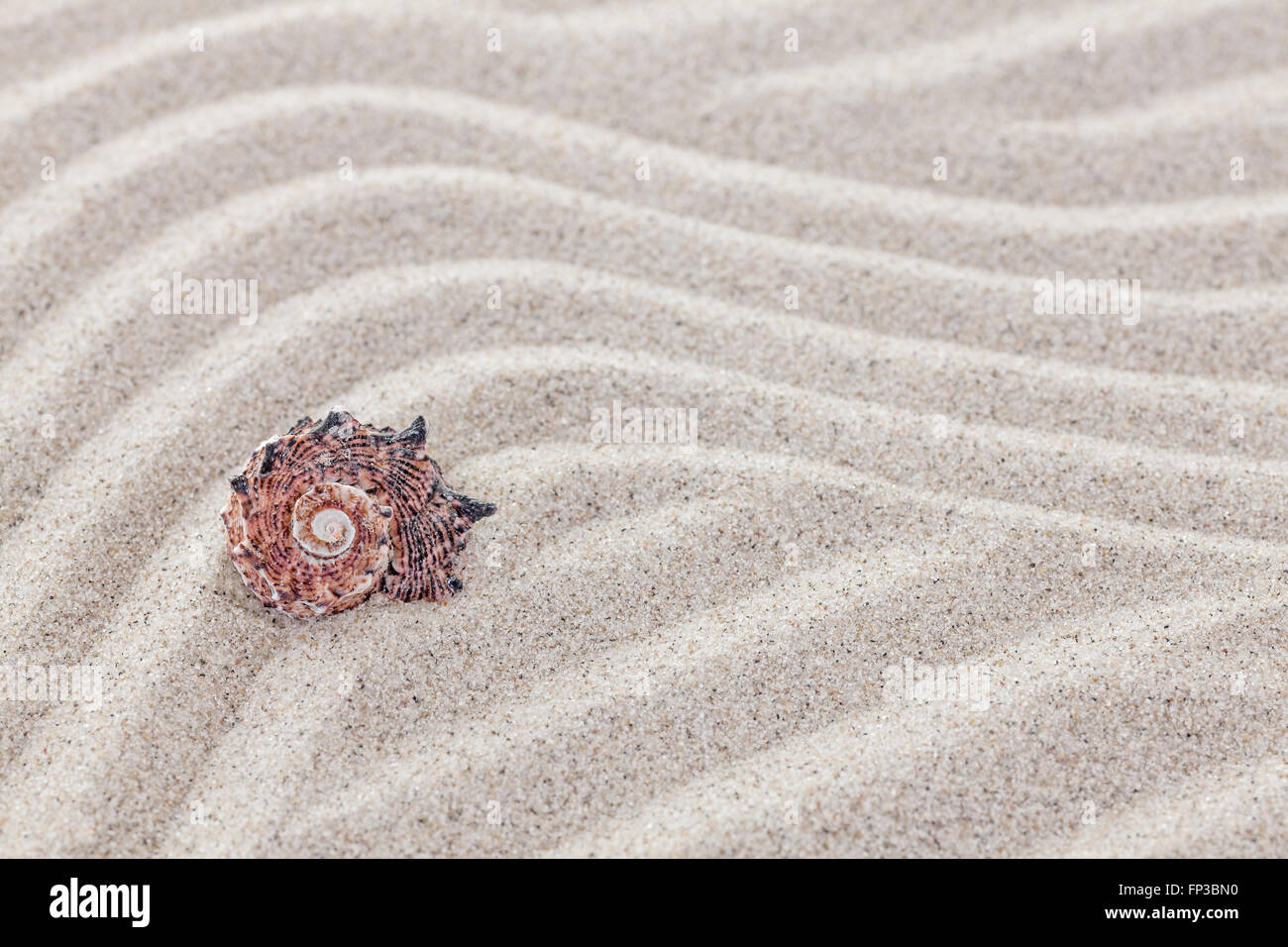 Meeresschnecke auf sandigen Wellen, Natur-Hintergrund. Stockfoto