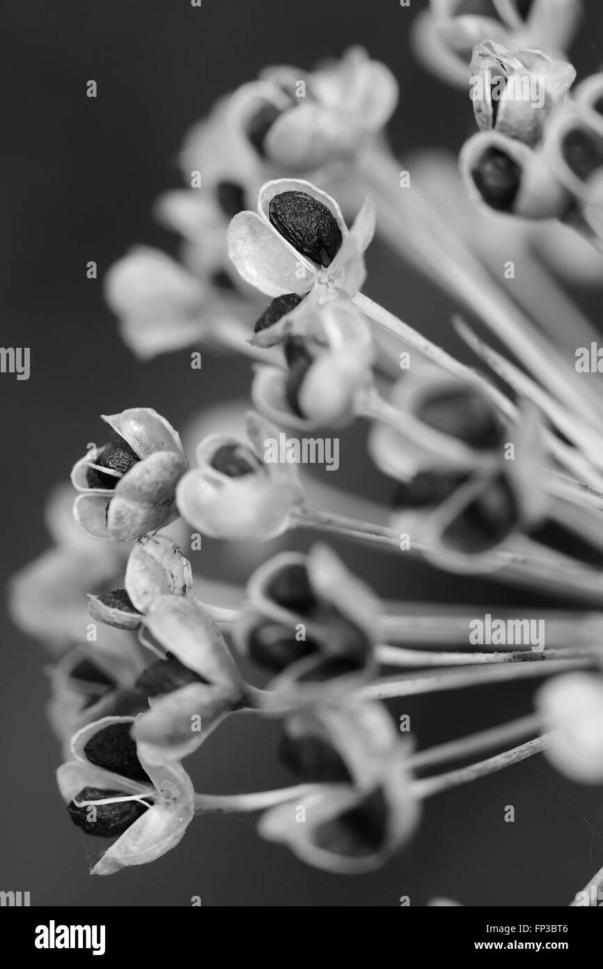 Knoblauch-Schnittlauch Samenkapseln in schwarz / weiß Stockfoto