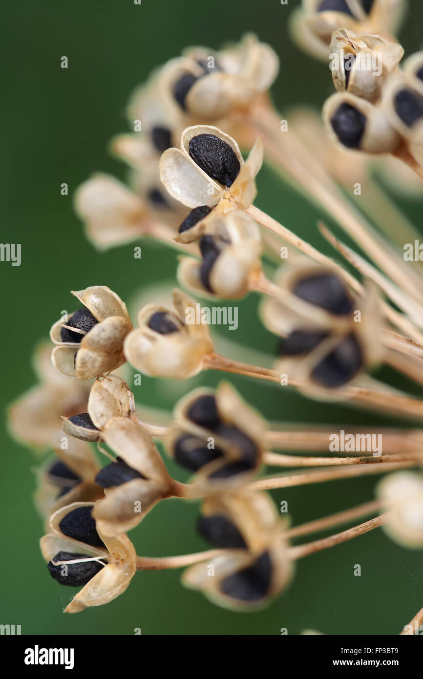 Knoblauch-Schnittlauch-Samenkapseln Stockfoto