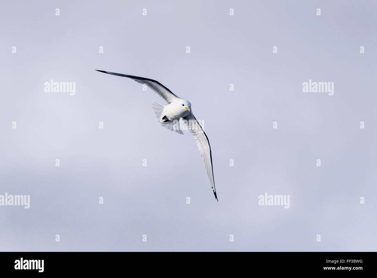 Ein Kittiwake fliegen, eine Unterseite anzeigen Stockfoto