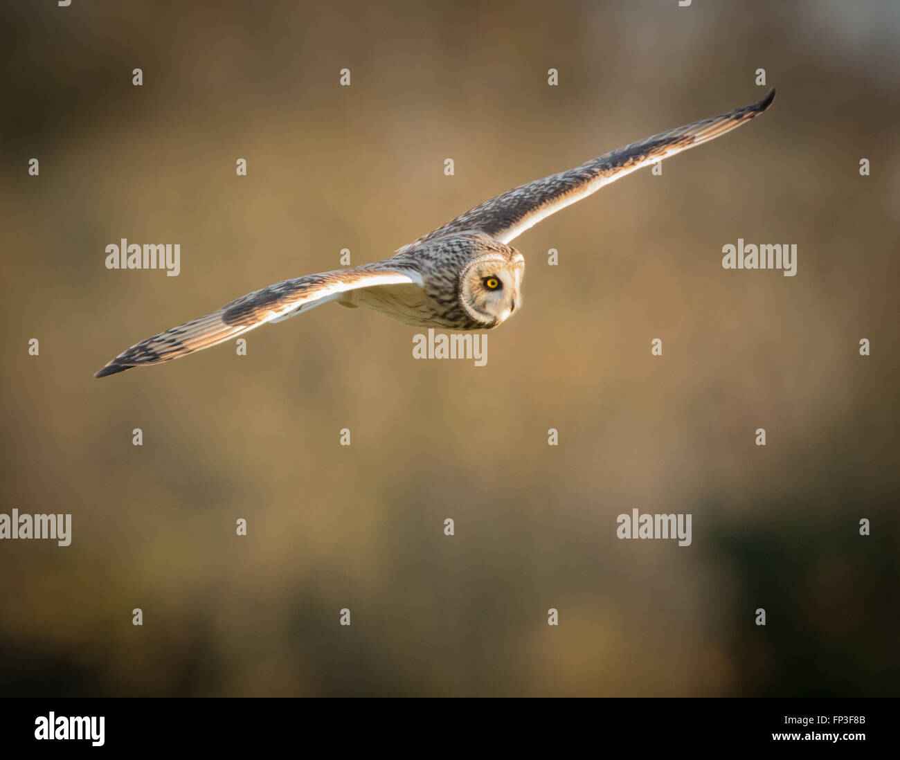 Wilde Short eared Eule im Flug mit geraden Flügeln (Asio Flammeus) Stockfoto