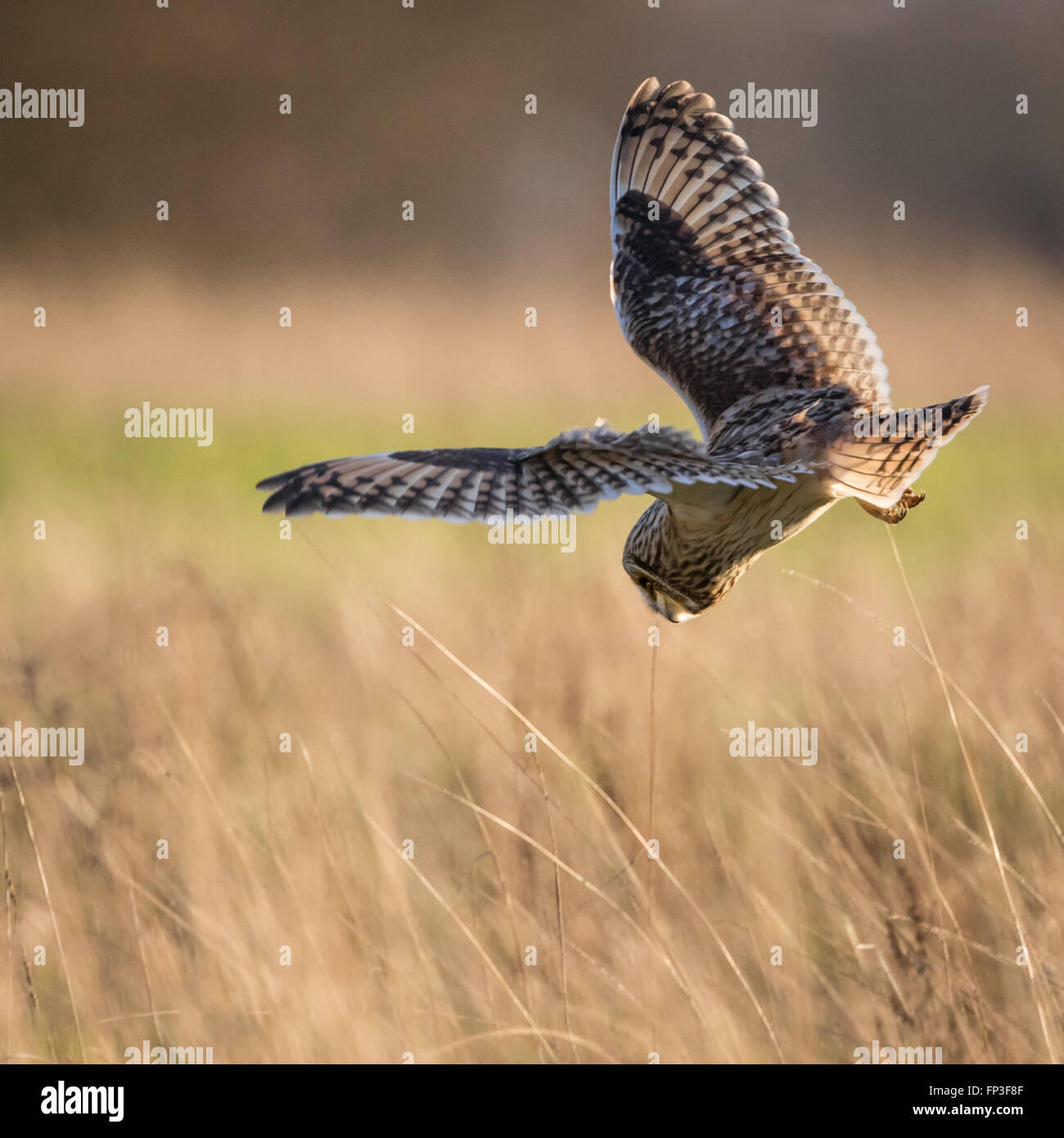 Wilde Short eared Eule im Flug beendet und startet zu tauchen auf Beute (Asio Flammeus) Stockfoto