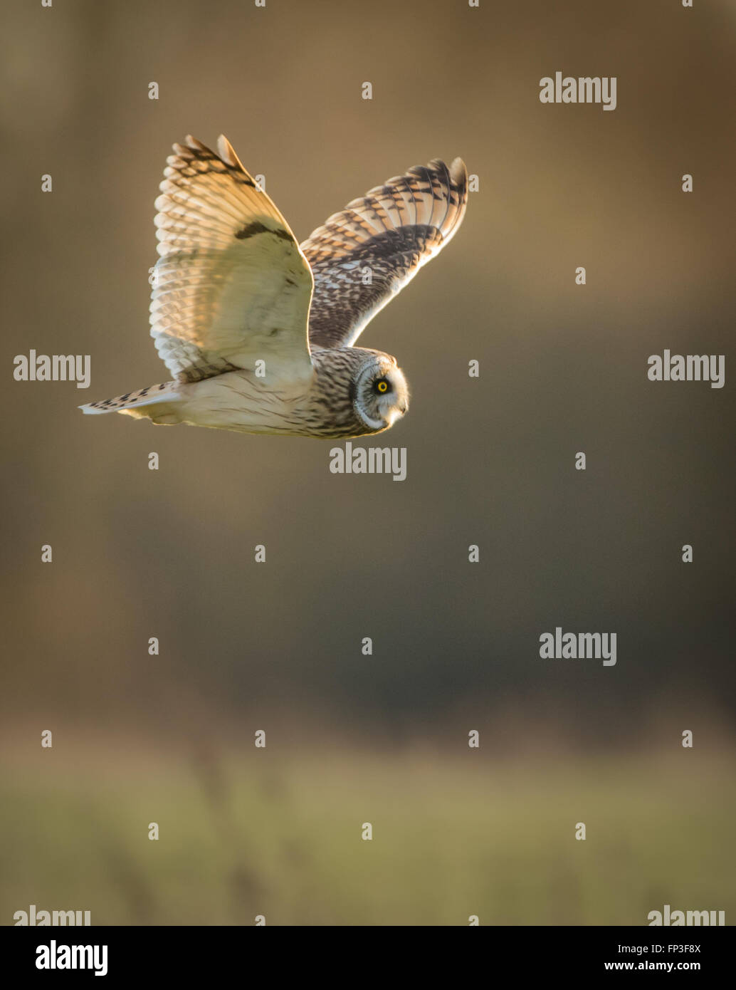 Wilde Short eared Eule im Flug (Asio Flammeus) Stockfoto