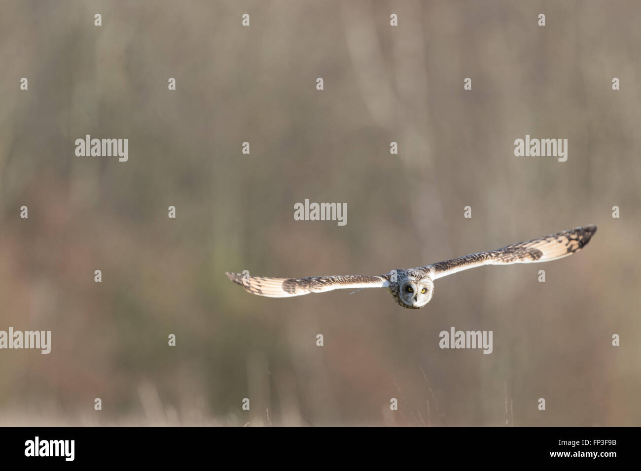 Wilde Short eared Eule im Flug Richtung geradlinig (Asio Flammeus) Stockfoto