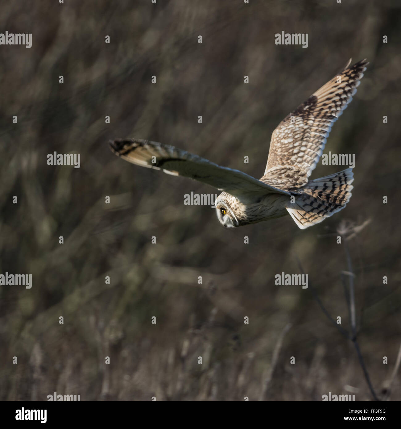 Wilde Short eared Eule hält auf der Flucht und sucht seine Beute (Asio Flammeus) Stockfoto