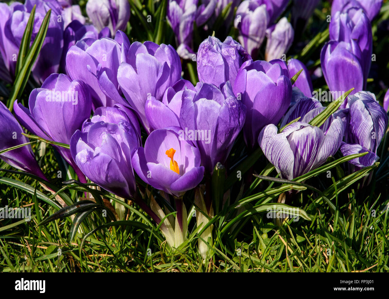 Eine Gruppe von lila Krokus Blumen in voller Blüte mit gelben Staubgefäßen Stockfoto