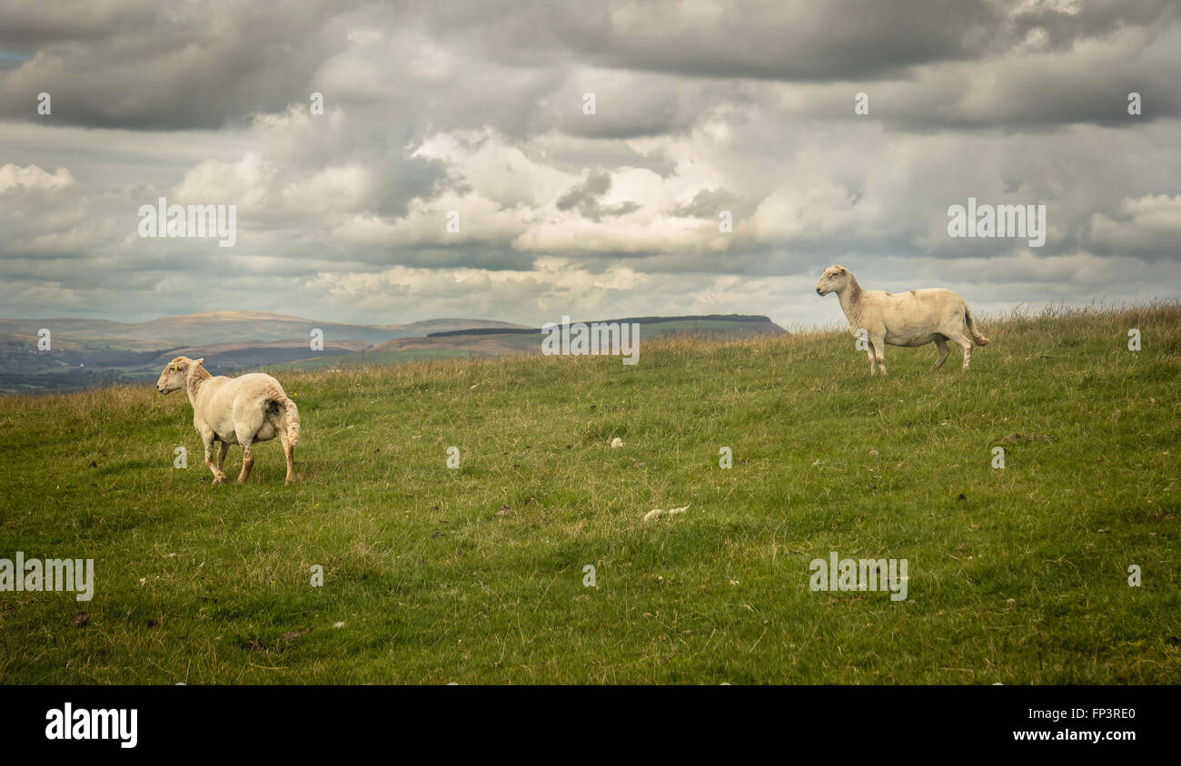 Ländliche Wales - Schafe launisch Hanglage. Stockfoto