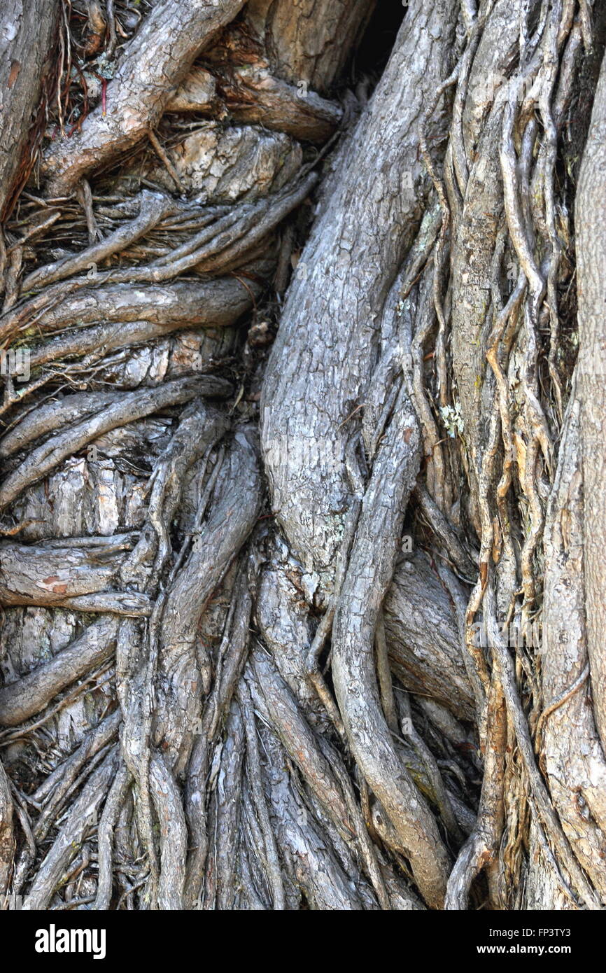 Abstraktes Bild von einem knorrigen Baumstamm Stockfoto
