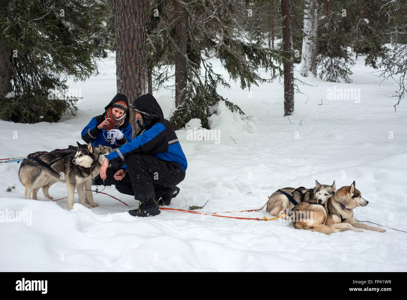 Salla-husky-Safari. Lappland, Finnland. Vor der Safari unser Guide gibt Ihnen eine Fahrstunde und sagen Ihnen, wie zu handhaben die Stockfoto