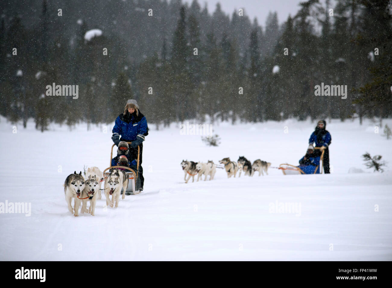 Salla-husky-Safari. Lappland, Finnland. Vor der Safari unser Guide gibt Ihnen eine Fahrstunde und sagen Ihnen, wie zu handhaben die Stockfoto