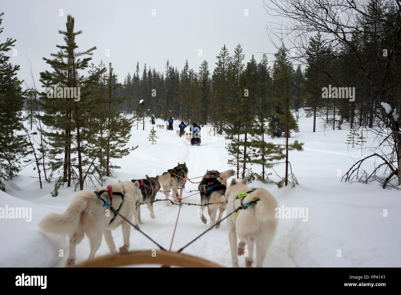 Salla-husky-Safari. Lappland, Finnland. Vor der Safari unser Guide gibt Ihnen eine Fahrstunde und sagen Ihnen, wie zu handhaben die Stockfoto