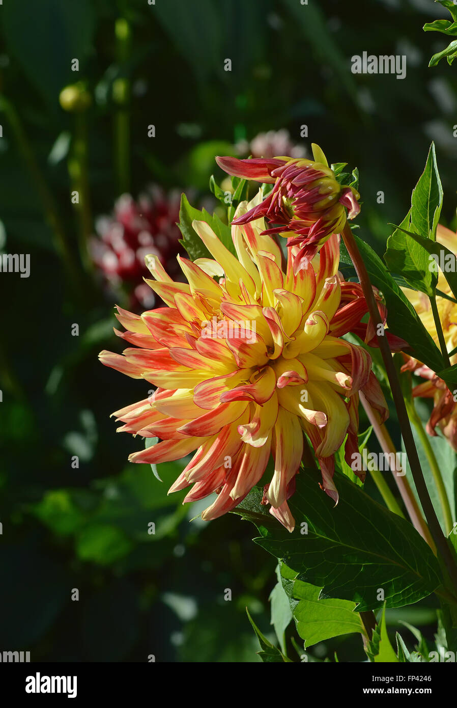Dahlie mit gelb - roten Blüten. Stockfoto