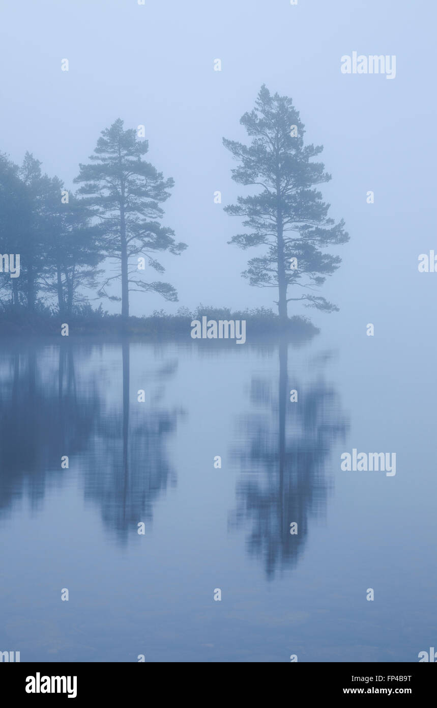 Bäume in dichten Nebel am Loch ein Eilein Stockfoto
