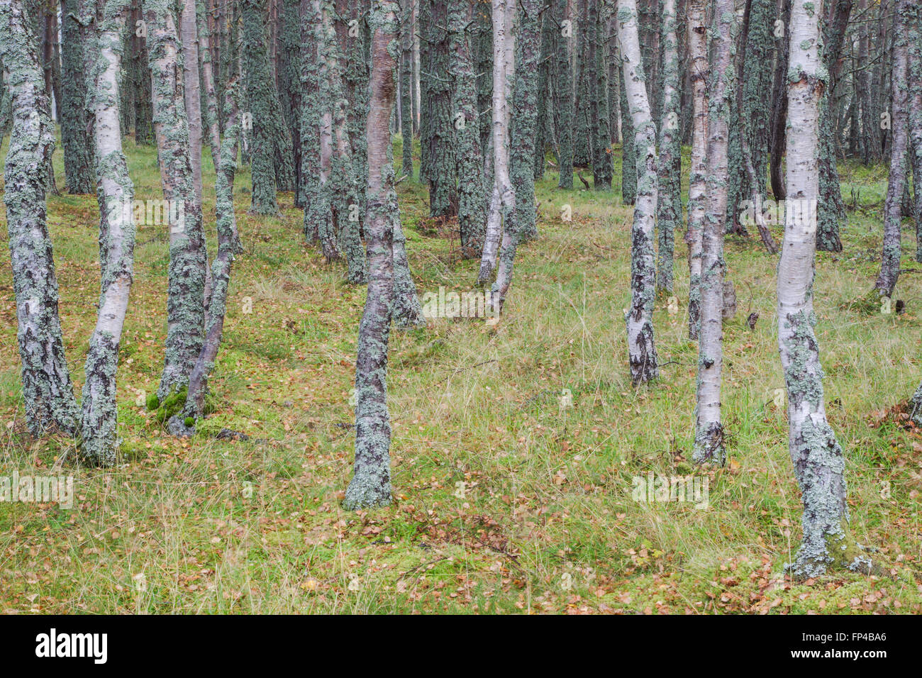 Silver Birch, lateinischer Name Betula Pendel und Sctos Kiefer, lateinischer Name Pinus Sylvestris, Wald zeigen viele Flechten Stockfoto