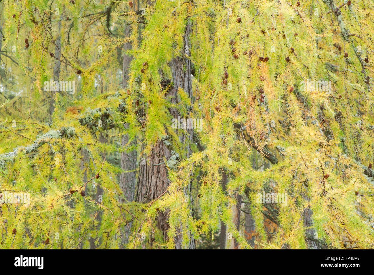 Europäische Lärche Baum, lateinischer Name Larix Decidua, zeigt Nadel geformte Blätter und braune Zapfen Stockfoto