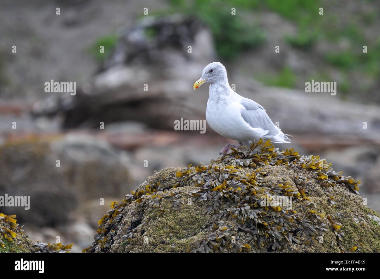 Larus Glaucescens: eine Möwe auf einem Felsen voller Algen Stockfoto