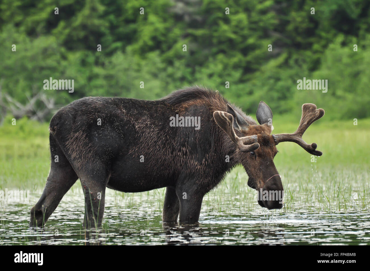 ALCES Alces: Ein Elch steht in einem See in Algonquin Nationalpark, Ontario, Kanada Stockfoto