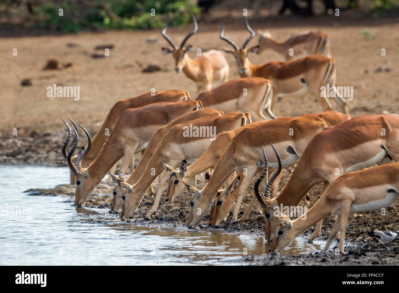 Impala im Krüger-Nationalpark, Südafrika; Specie Aepyceros Melampus Familie der Horntiere Stockfoto