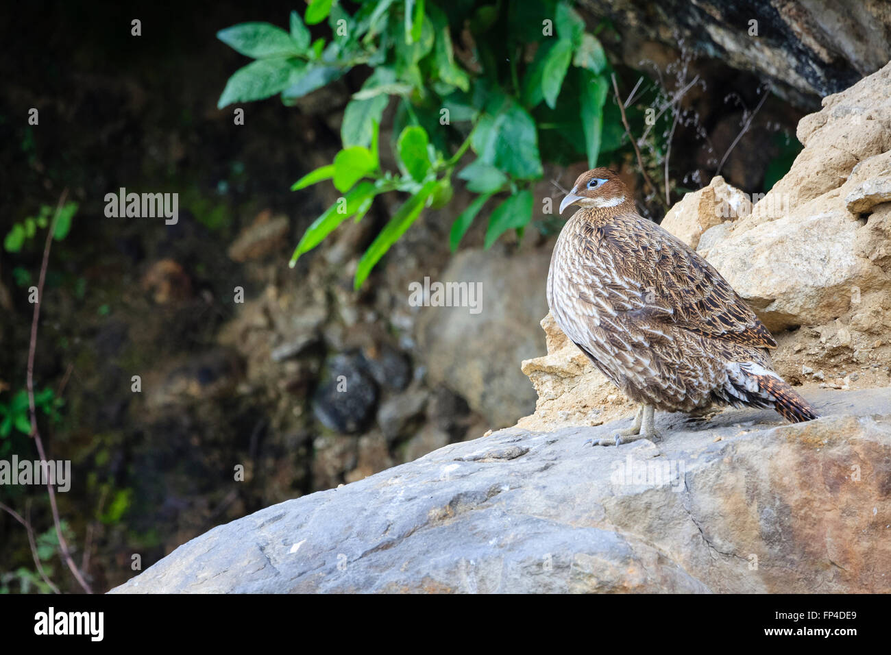 Himalayan Monal (Lophophorus Impejanus) weiblich. Sagarmatha Nationalpark. Solukhumbu Bezirk. Nepal. Stockfoto