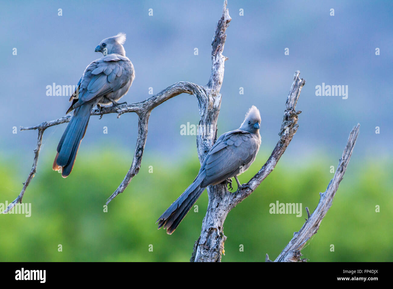 Go-away grauer Vogel im Krüger-Nationalpark, Südafrika; Art Corythaixoides Concolor Familie Musophagidae Stockfoto