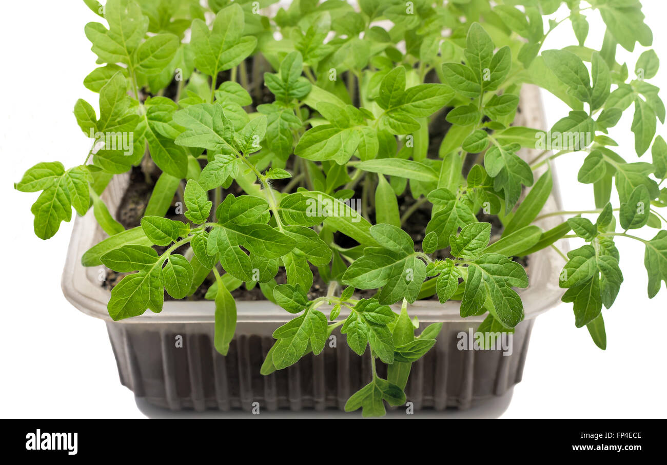 Einem kleinen Plastikbehälter mit jungen grünen Sprossen der Tomaten. Auf weißem Hintergrund dargestellt. Stockfoto