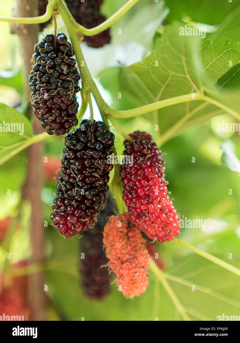 Zweig der rote Maulbeere mit vielen reif Stockfotografie - Alamy