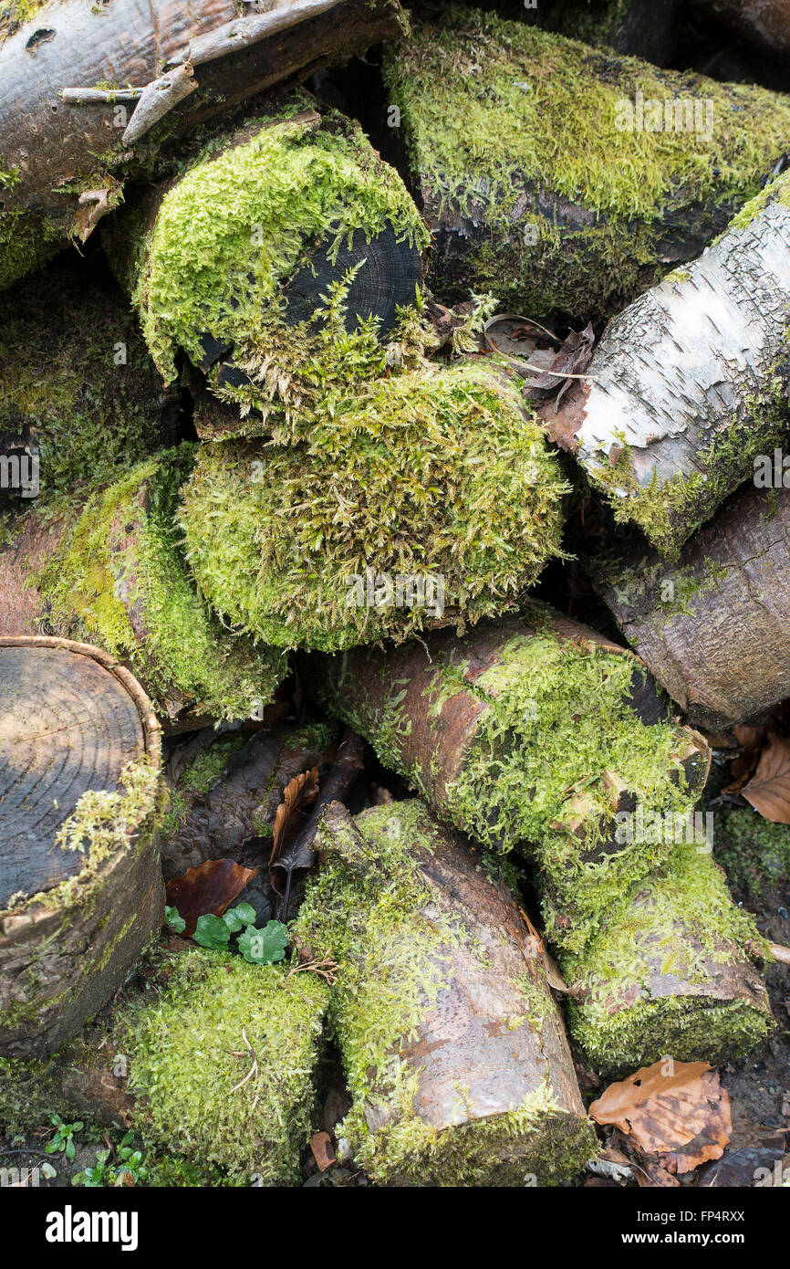 Protokolle in Moss in einem Garten Helensburgh Argyll und Bute Schottland Vereinigtes Königreich UK abgedeckt Stockfoto