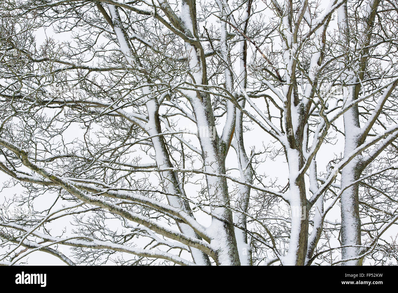 Abstrakte Formen erstellt von Ästen und Stämmen in Schnee bedeckt, mit komplizierten schwarz-weiß Muster. Stockfoto