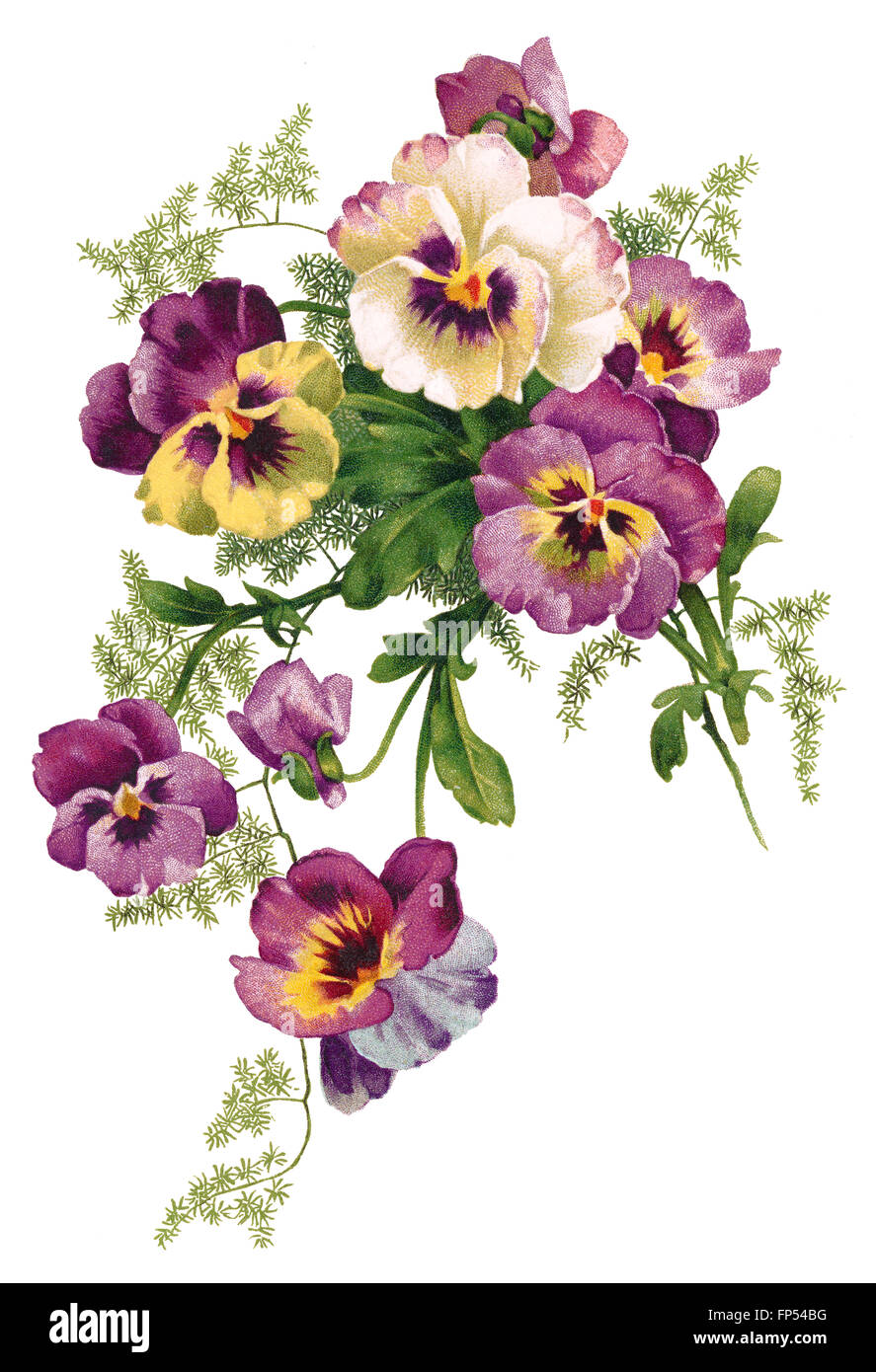 Farbe Abbildung ein Bouquet von gelben und violetten Stiefmütterchen. Stockfoto