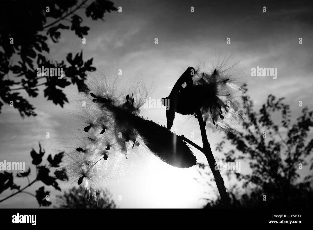 Feder, schwarz / weiß, Himmel, Blumen, Bäume, Sonne Stockfoto