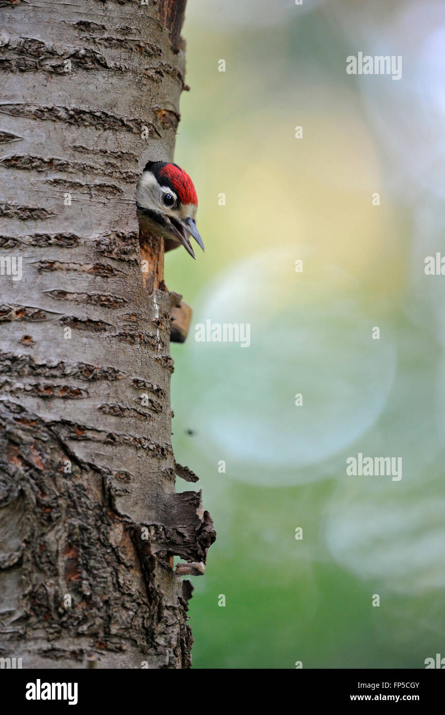 Großer / Großspecht ( Dendrocopos Major ), Jungvogel, schaut aus seiner Nisthöhle, ruft, bettelt um Nahrung, Wildtiere, Europa. Stockfoto