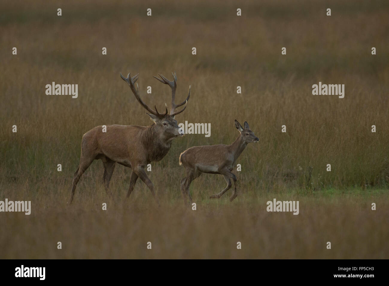 Rotwild ( Cervus elaphus ) drängen ein einjähriges Kalb zurück zu seiner Herde, in der Dämmerung, in der natürlichen Umgebung, auf der Grassteppe in Europa. Stockfoto