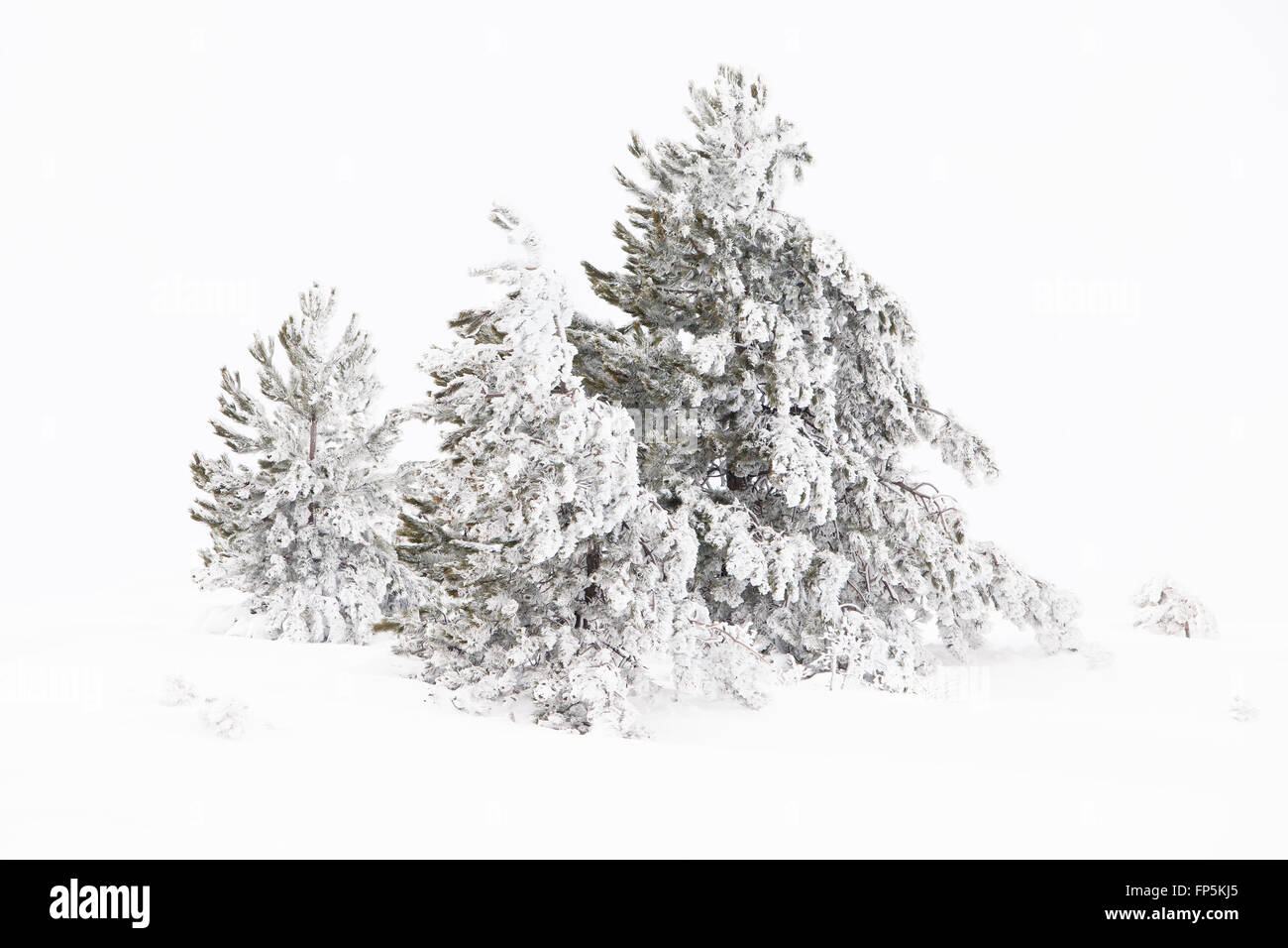 Ein Baum im Schneesturm, Campo Imperatore Bereich, Campo Imperatore, Abruzzen, Italien, Italia Stockfoto