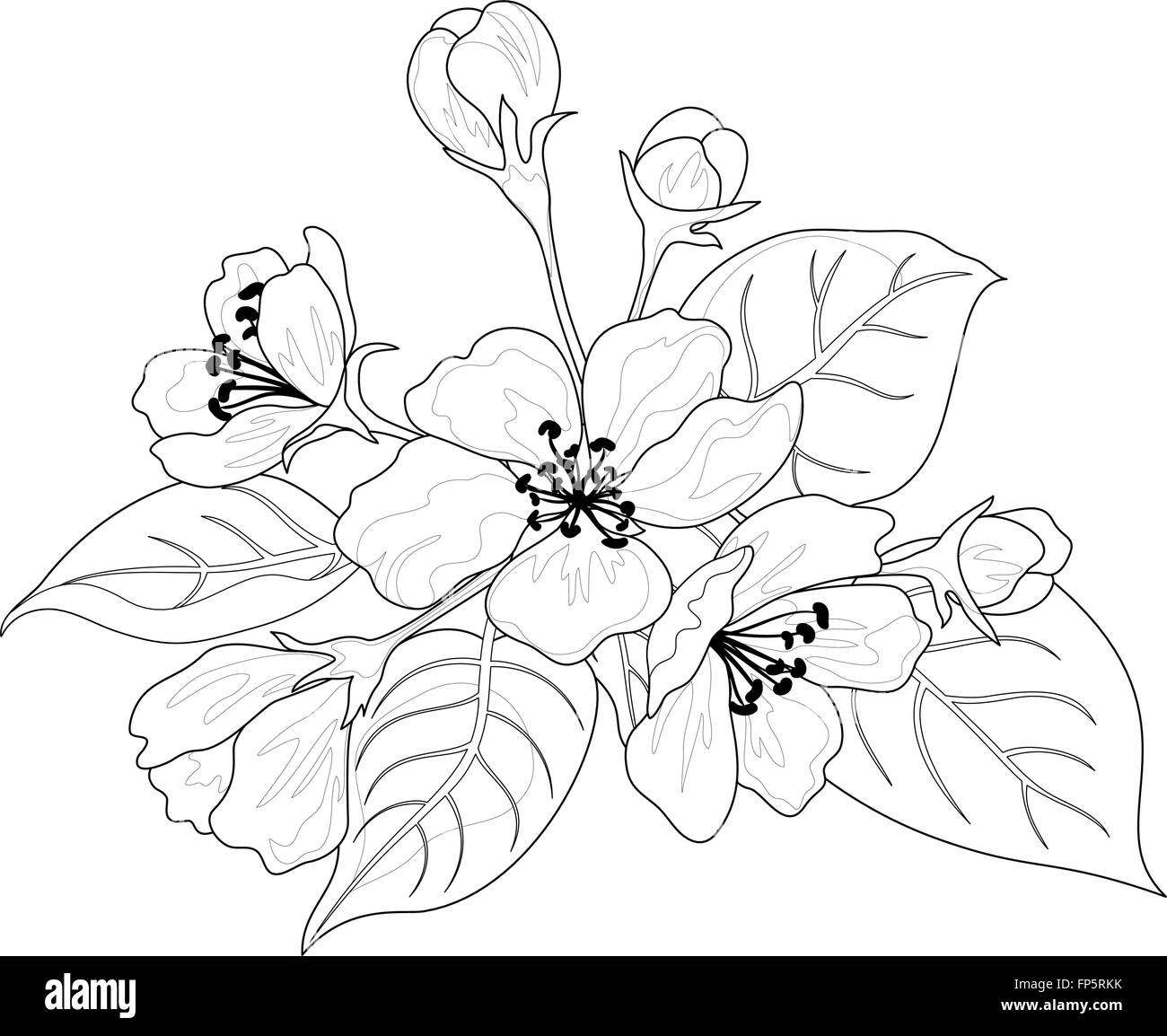 Apfelbaum Blüten und Blätter Konturen Stock Vektor