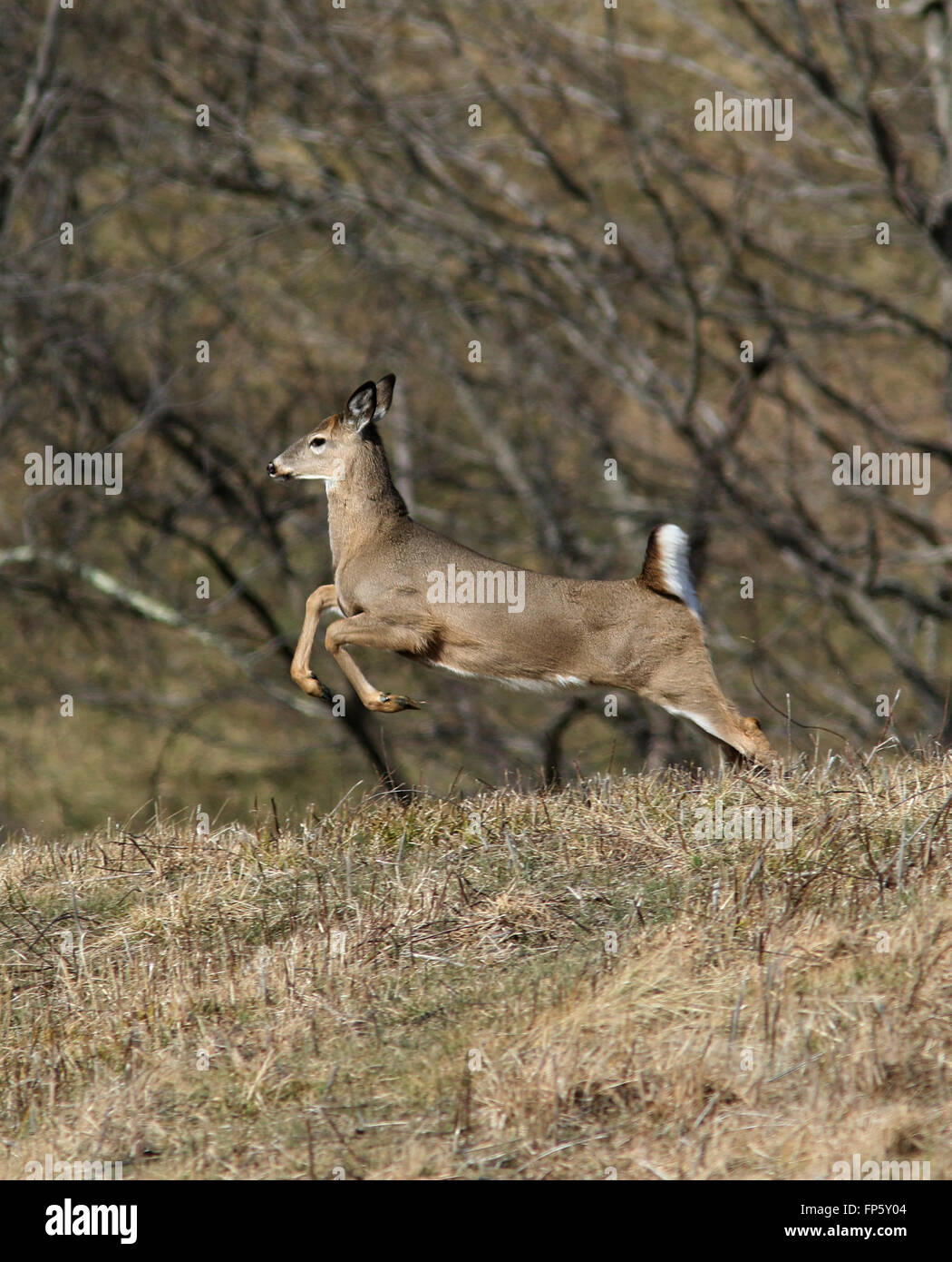 White tailed Deer Feld Kentucky durchzogen Stockfoto