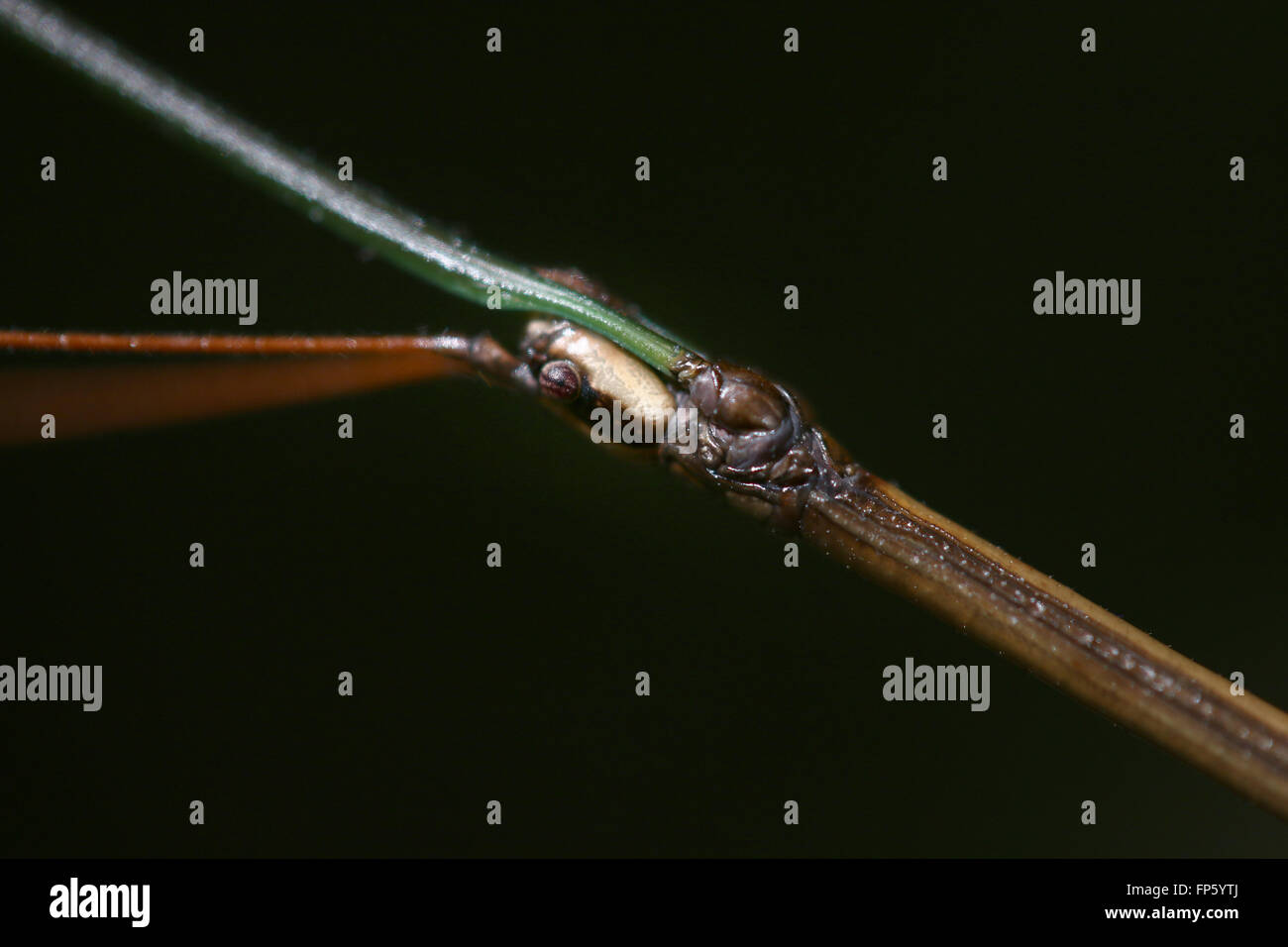 Spazierstock Insekt auf Ast Stockfoto