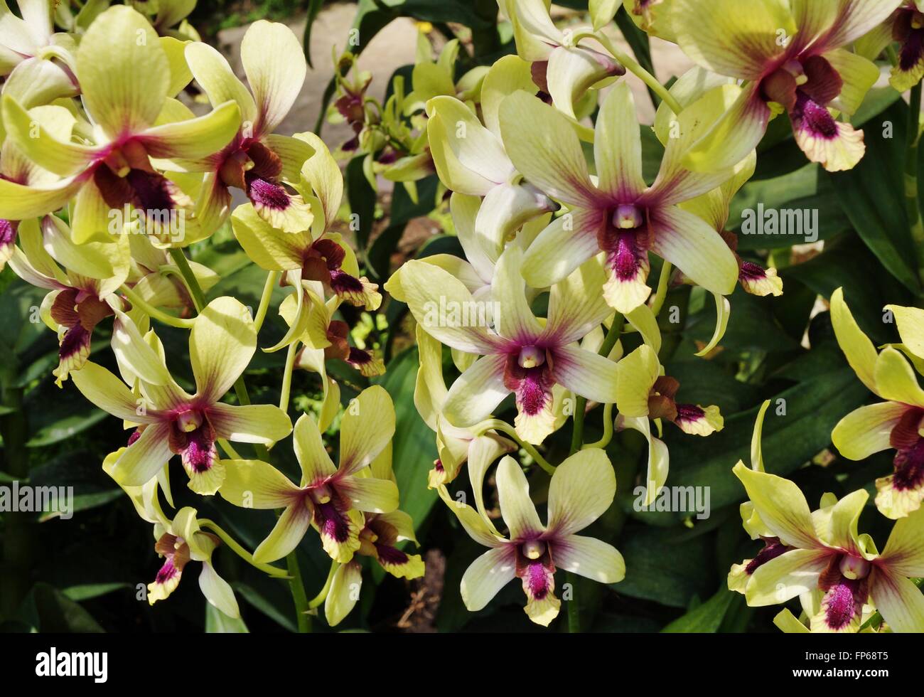 Gelb und lila Orchidee Blüte Dendrobium Changi Airport Stockfoto