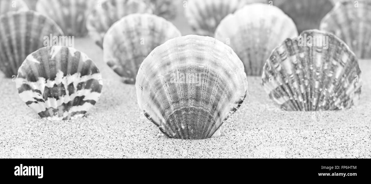 Schwarz / weiß Hintergrund gemacht von Muscheln, geringe Schärfentiefe. Stockfoto