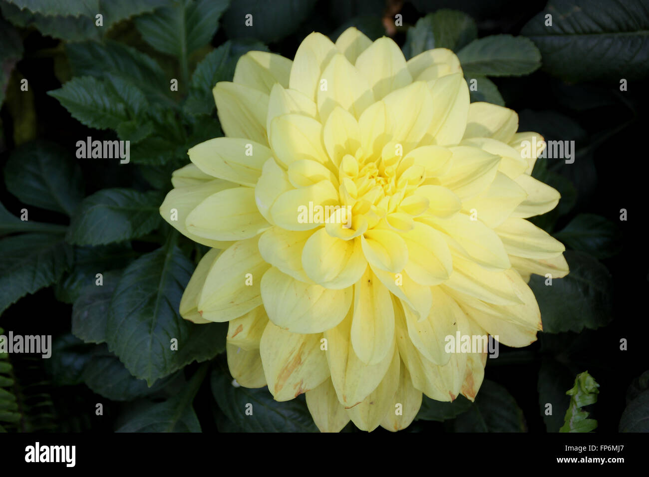 Dahlie 'Gelbe Königin', Zierpflanzen angebaut Kraut mit seziert Blätter und Medium size blass gelbe Blütenköpfe an langen Stielen Stockfoto