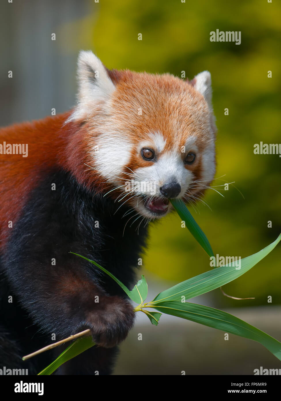 Roter Panda Essen die Blätter von Bambussprossen - isst schießt und lässt Stockfoto