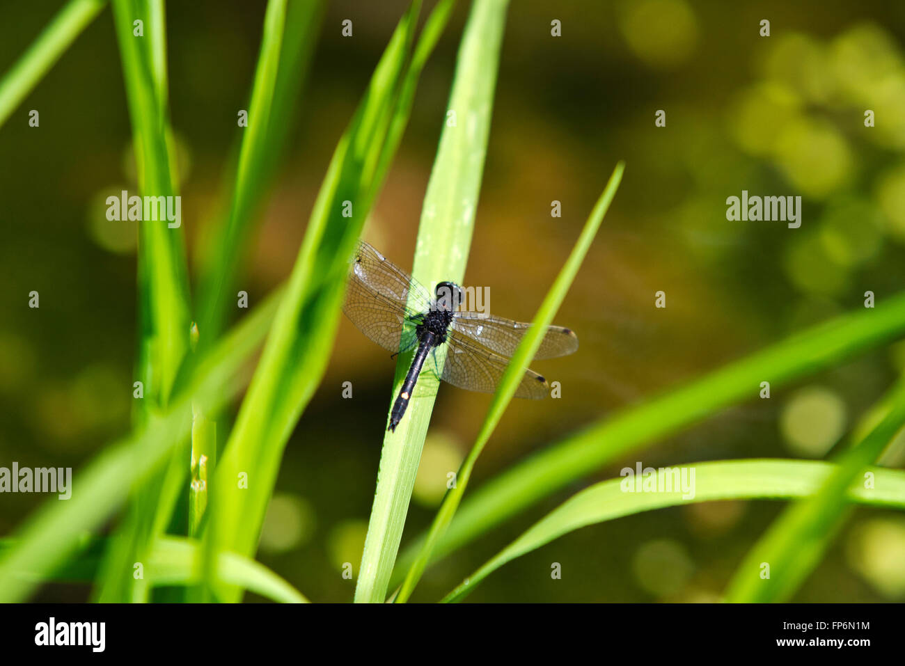 Teich wildtiere Fotos und Bildmaterial in hoher Auflösung Alamy