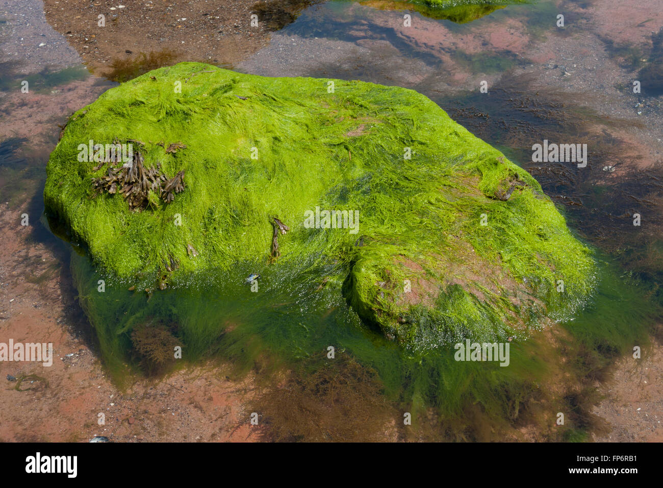 Grüne Algen bedeckt Rock im Meerwasser-pool Stockfoto