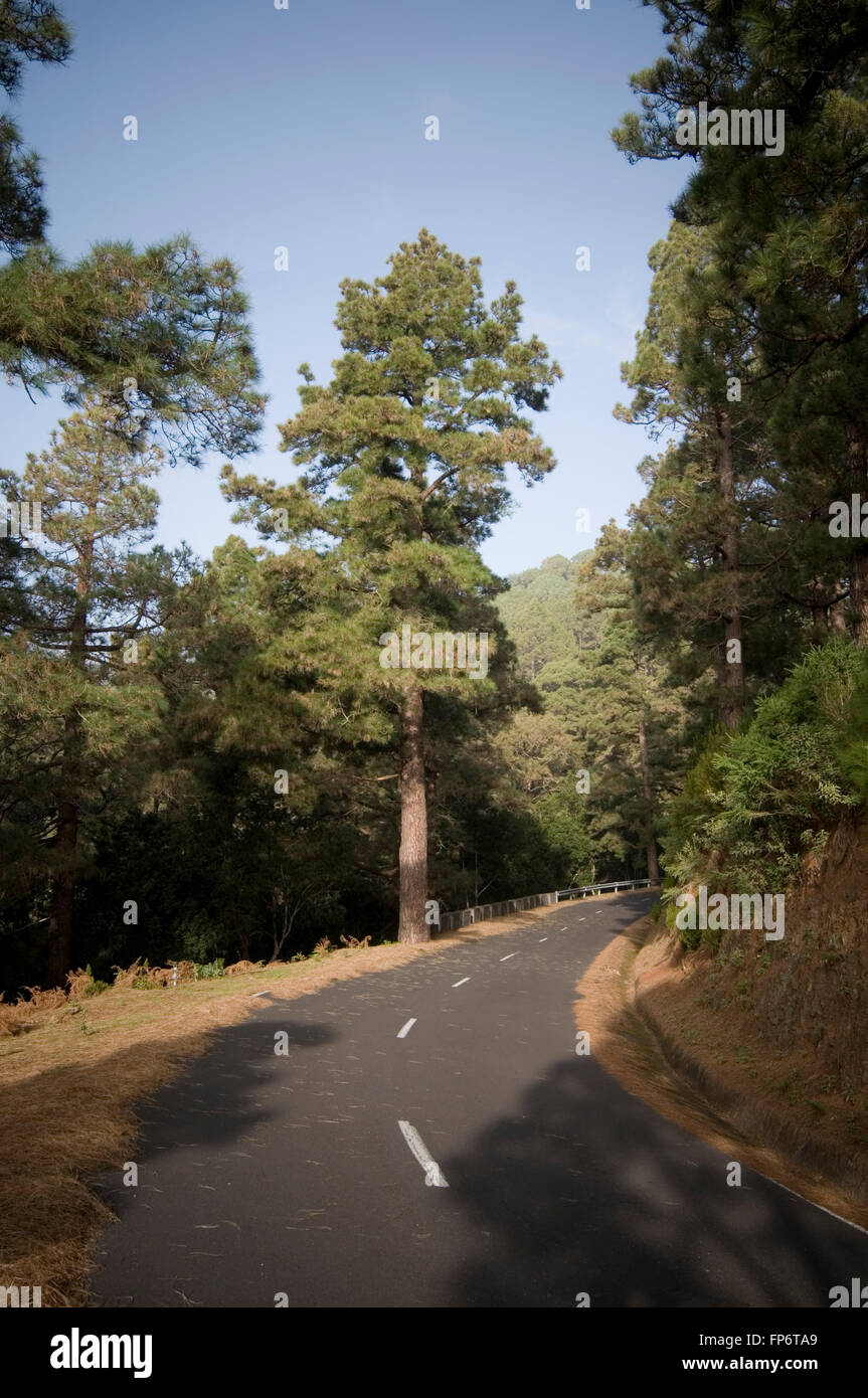 Kurve gekrümmte Straße Straßen Mais, die Ecken fegen Biegung Biegungen Wald schnell Wälder fahren fahren gut glätten Stockfoto