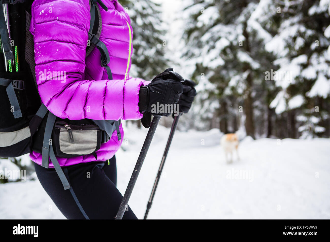 Winter Wanderung im weißen Wald. Frau, Wandern, Wandern im Winterwald mit Hund. Reisen Sie Freizeit Fitness und einen gesunden Lebensstil Stockfoto