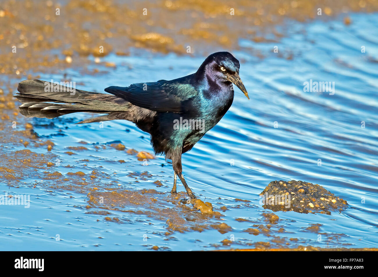 Männliche Boot-angebundene Grackle Stockfoto