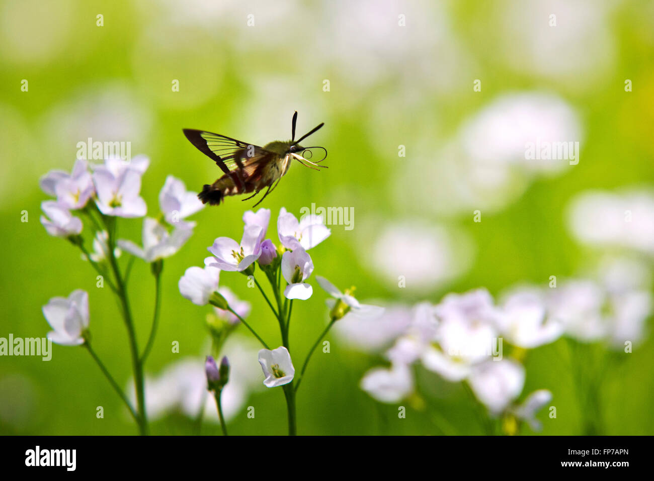 Kolibri Clearwing Falter fliegen über Blumen im Sommerwiese. Stockfoto